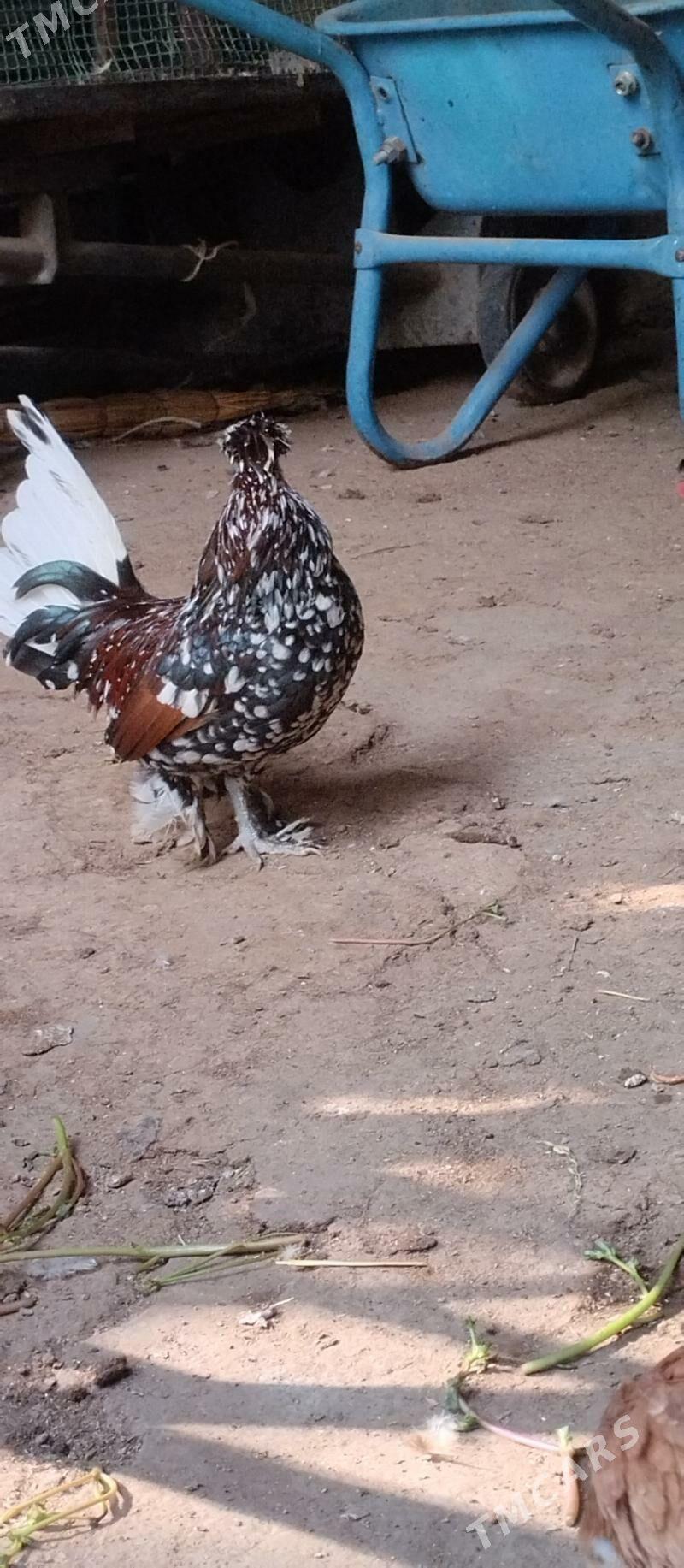 Karlik horoz - Хитровка - img 6