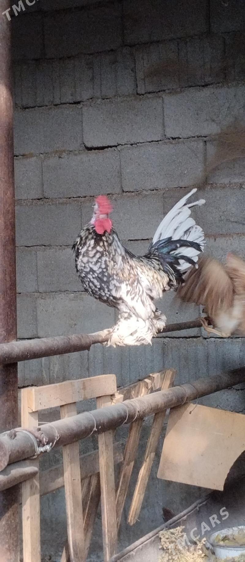 Karlik horoz - Хитровка - img 2