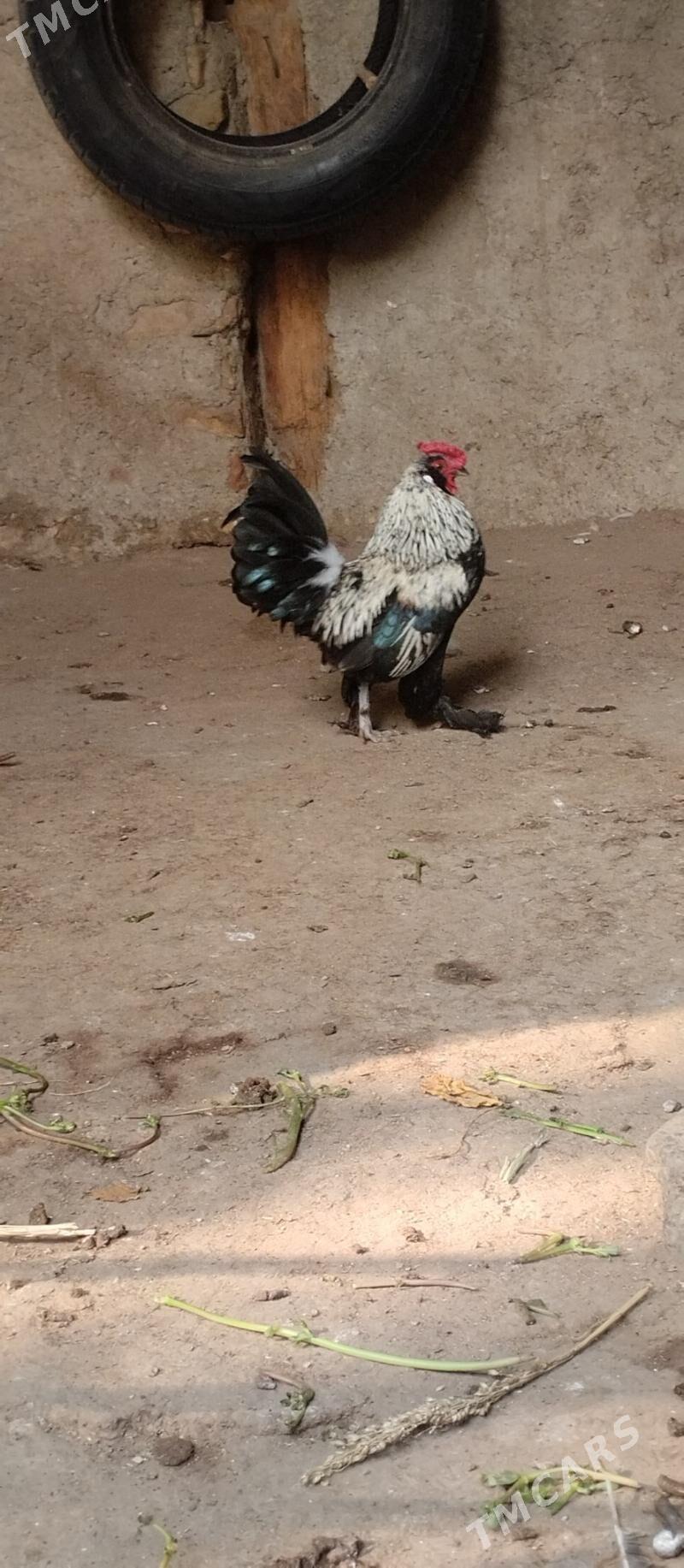 Karlik horoz - Хитровка - img 5