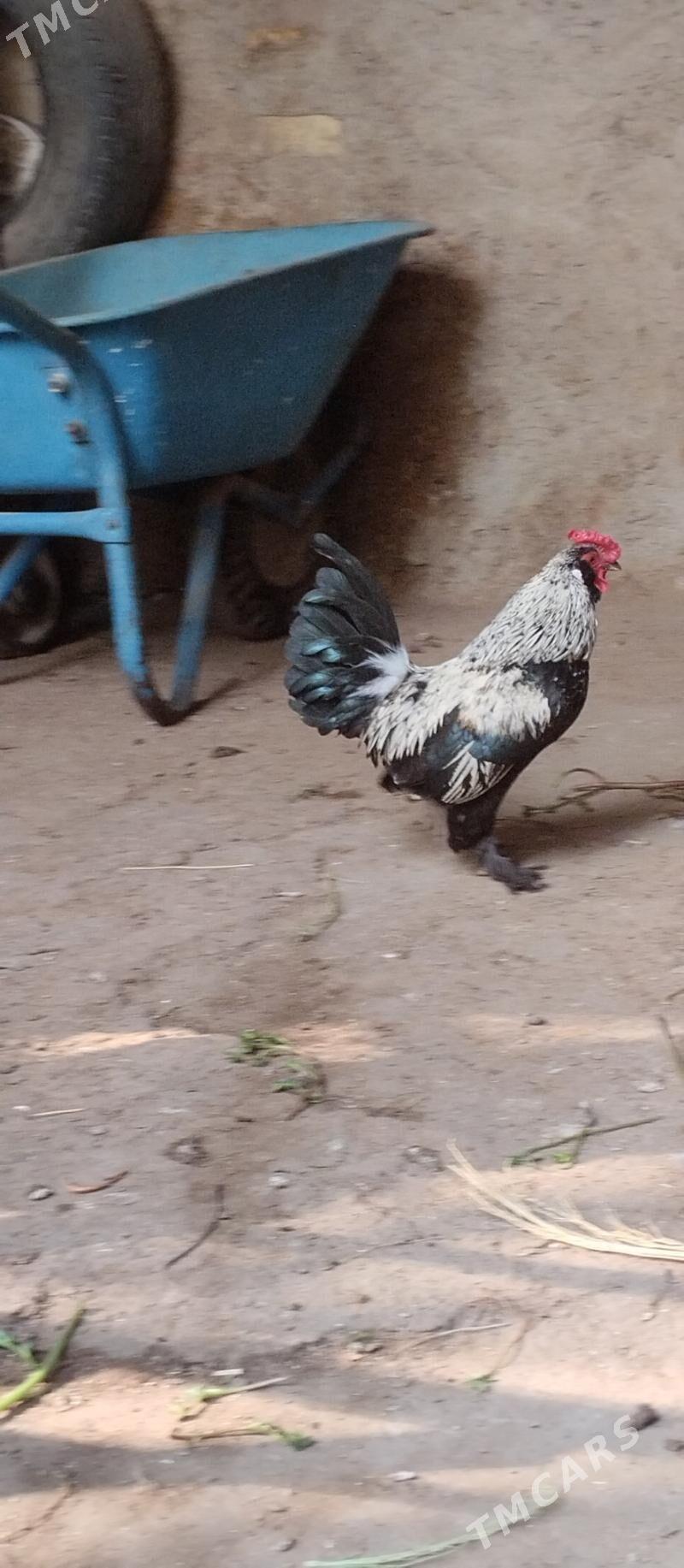 Karlik horoz - Хитровка - img 3