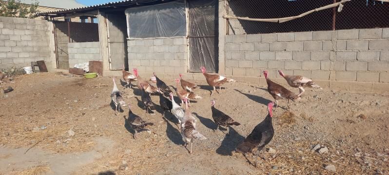 induk - Gökdepe - img 2