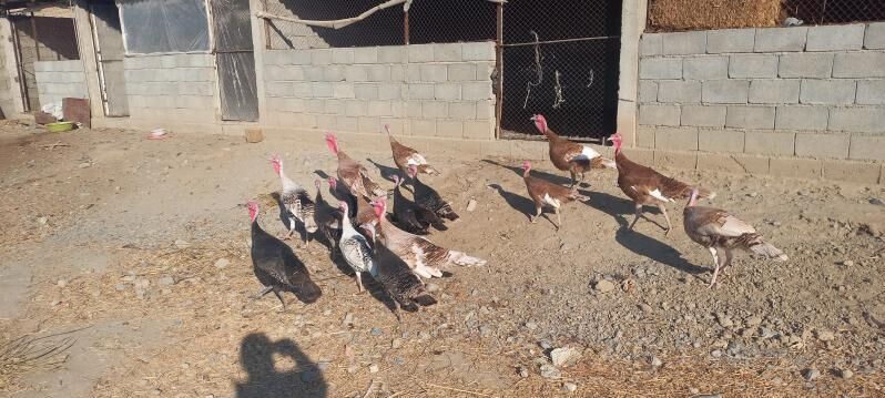 induk - Gökdepe - img 3