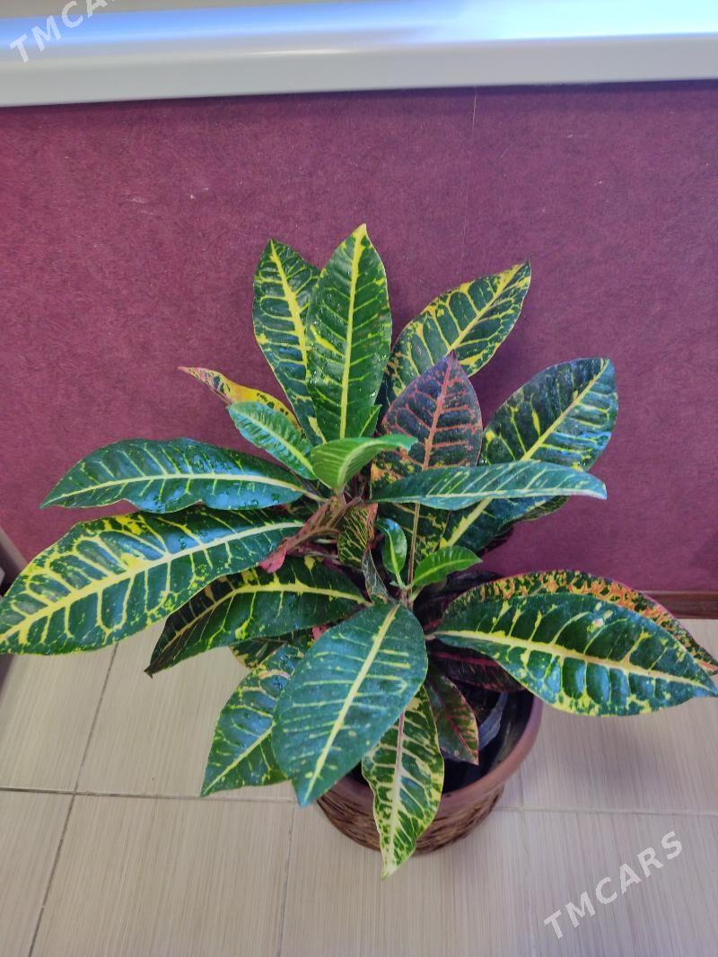 Кротон - Мир 4 - img 4