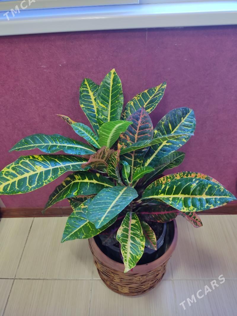 Кротон - Мир 4 - img 3