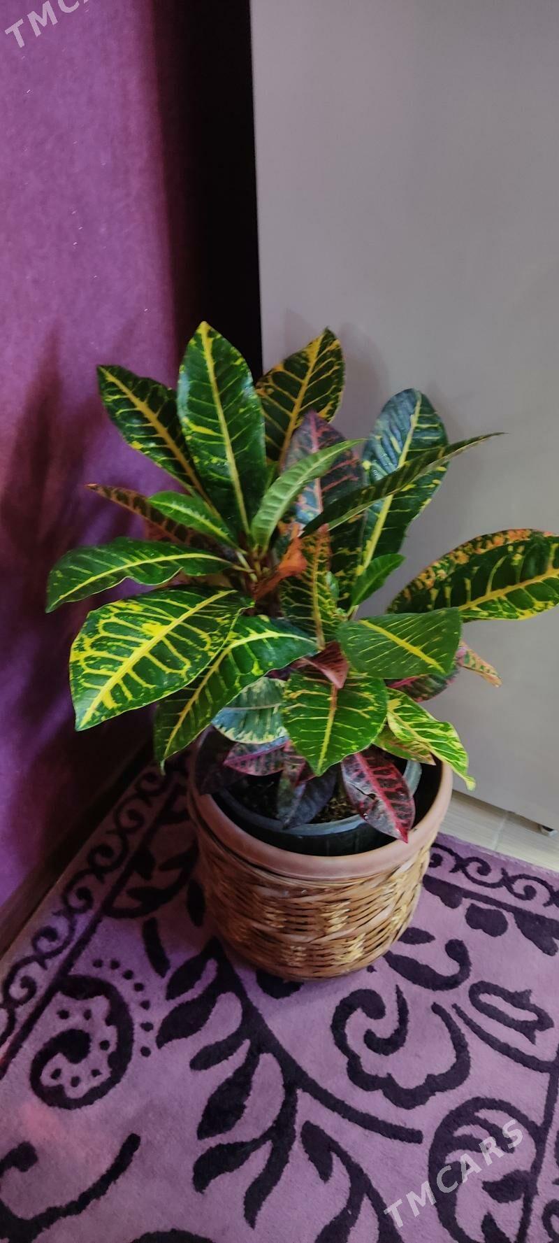 Кротон - Мир 4 - img 7