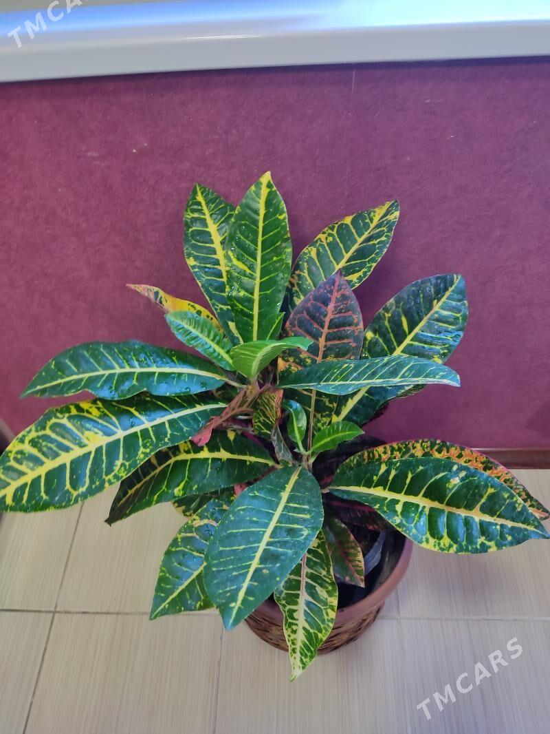 Кротон - Мир 4 - img 5