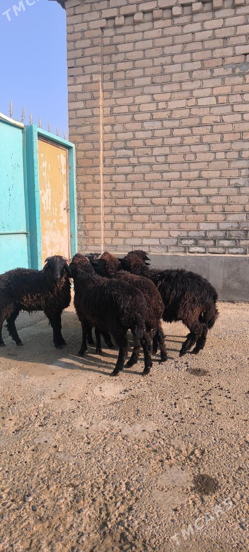 garakol - Ашхабад - img 2