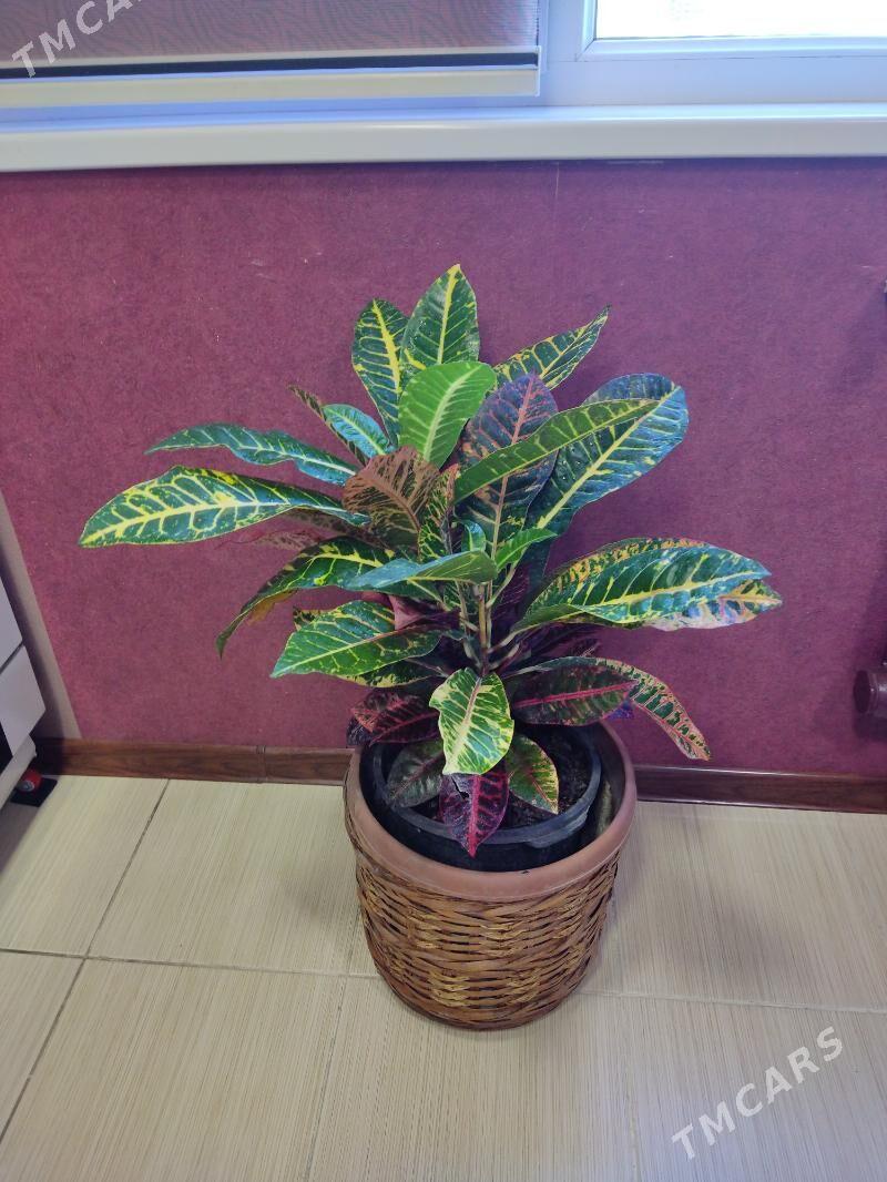 Кротон - Мир 4 - img 6