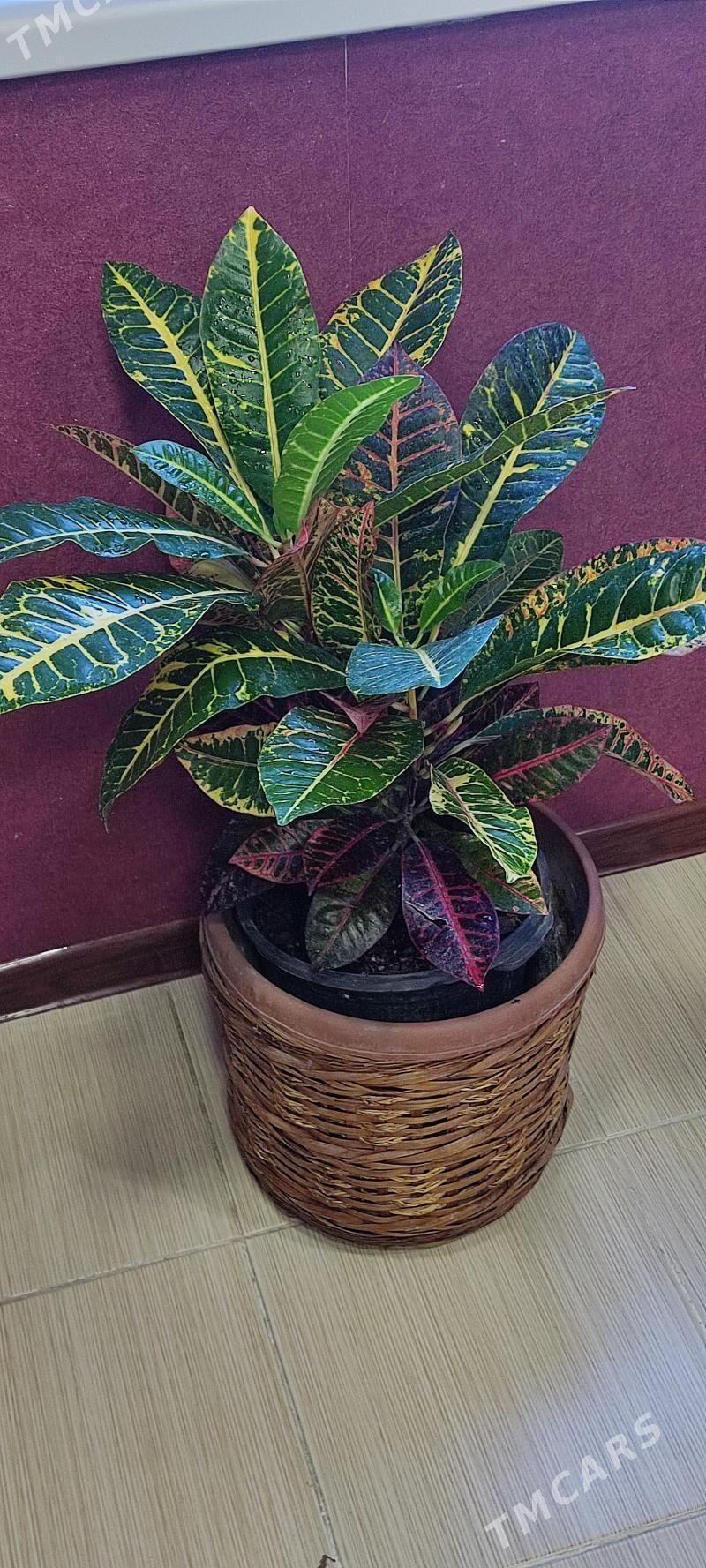 Кротон - Мир 4 - img 2