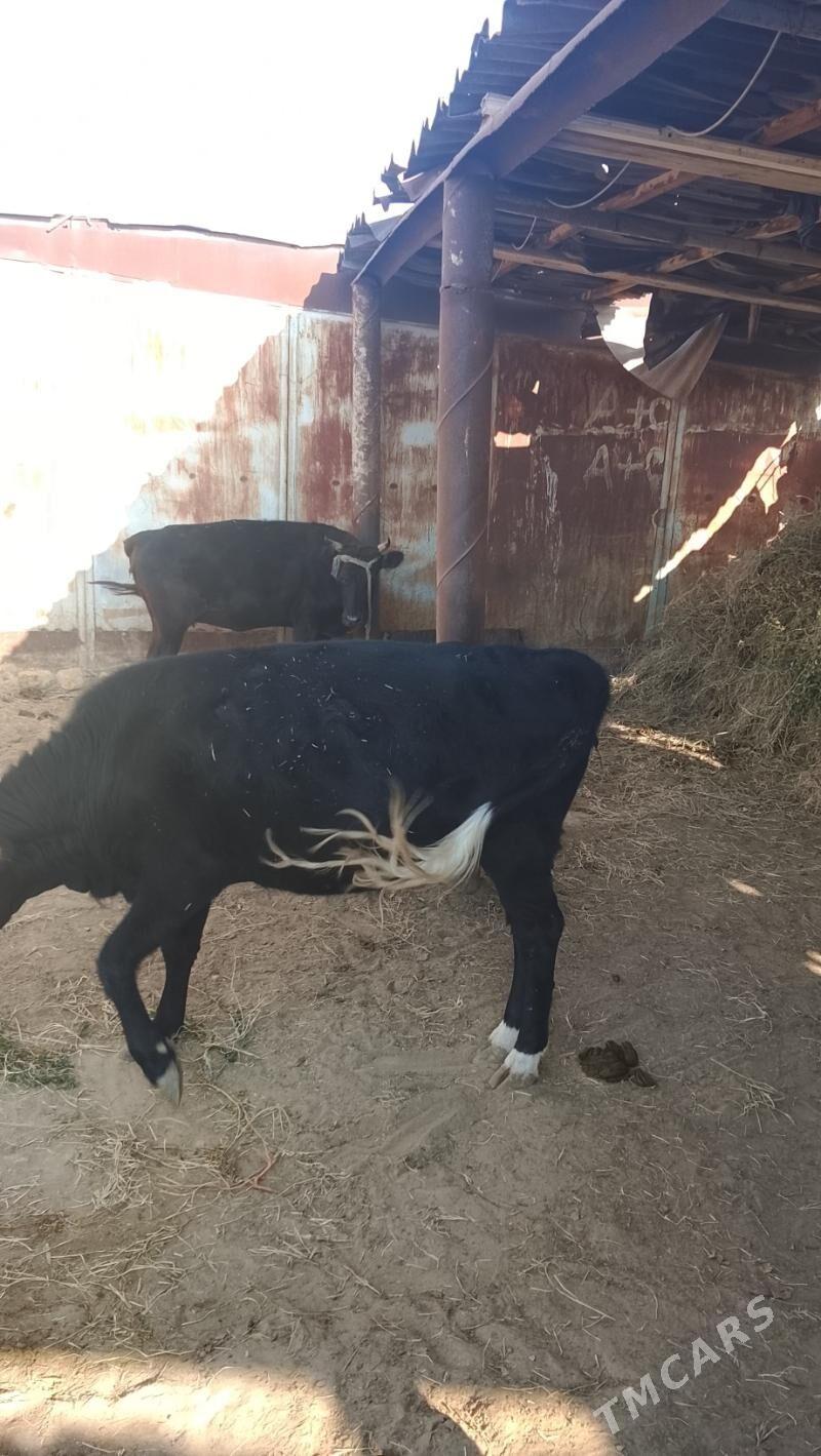 etlik ýaş sygyr semiz - Балканабат - img 2