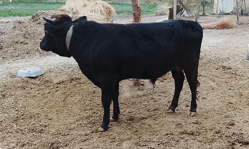 okuz - Бабадайхан - img 2