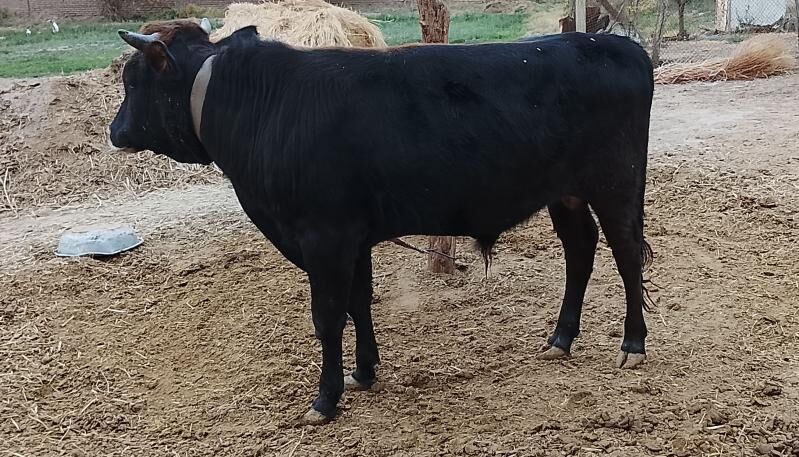 okuz - Бабадайхан - img 3