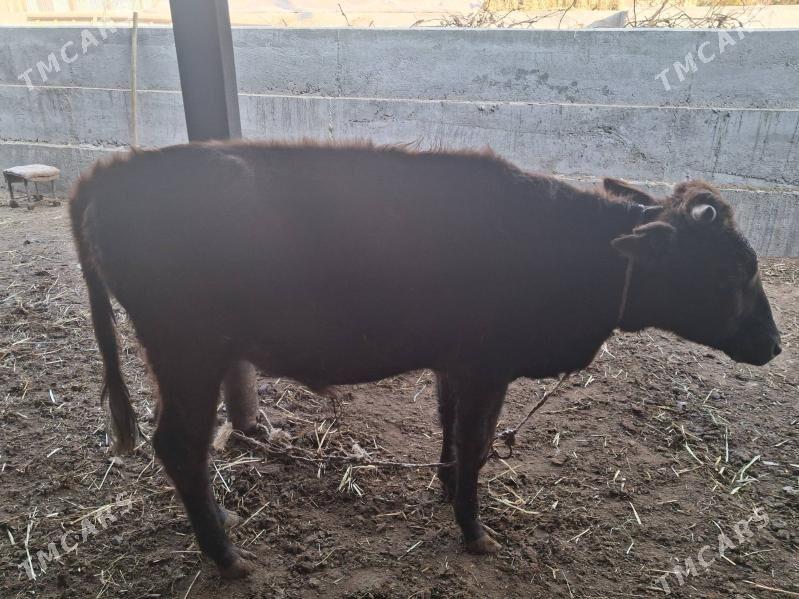 окиз - Туркменабат - img 3