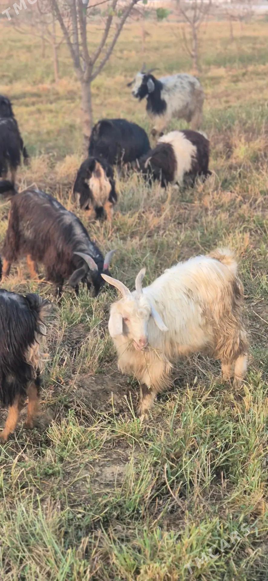 cebis - Bäherden - img 6