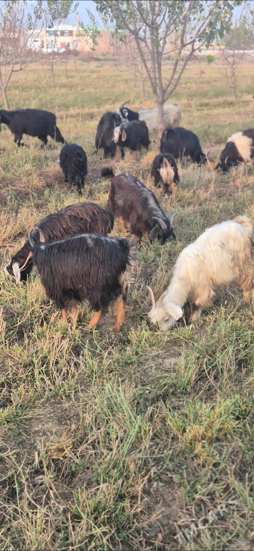 cebis - Bäherden - img 4