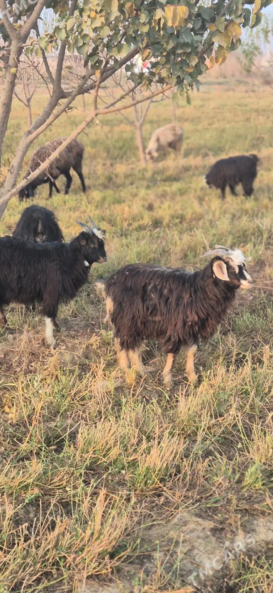 cebis - Bäherden - img 2