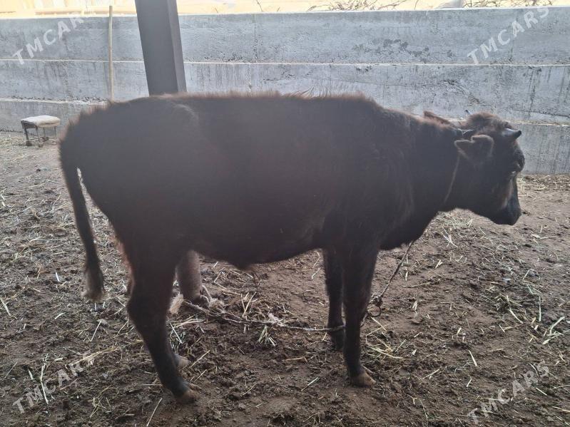 окиз - Туркменабат - img 2