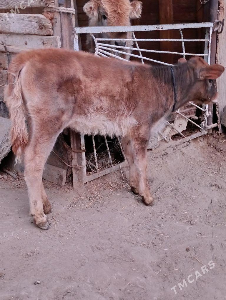 göleli sygyr - Бахарден - img 3