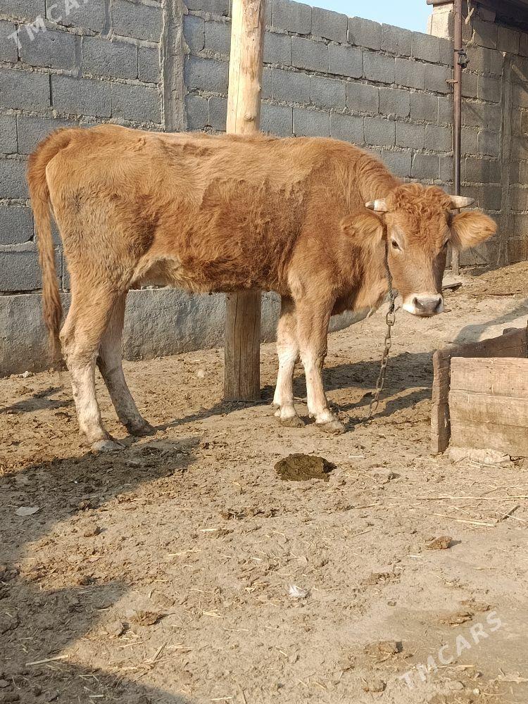 göleli sygyr - Бахарден - img 4