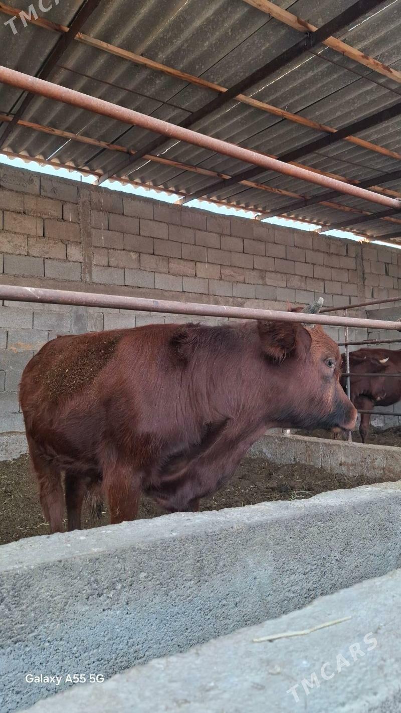 Okuz - Гёкдепе - img 2