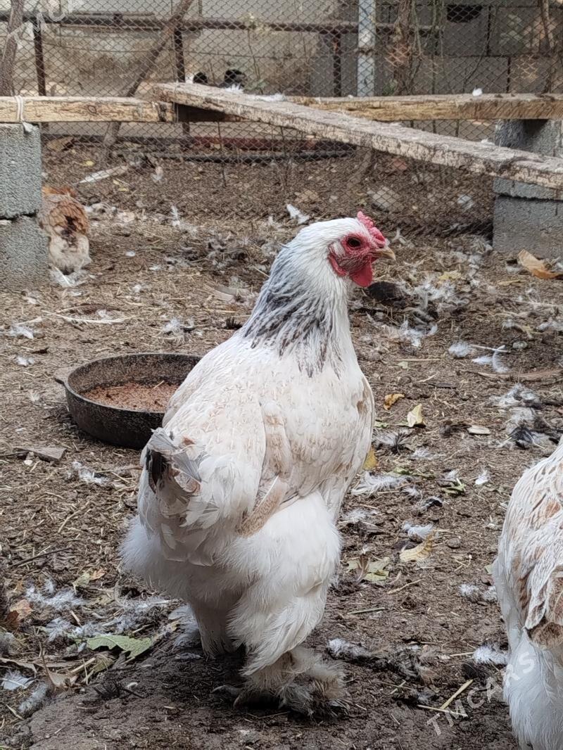 Towuklar - Änew - img 1