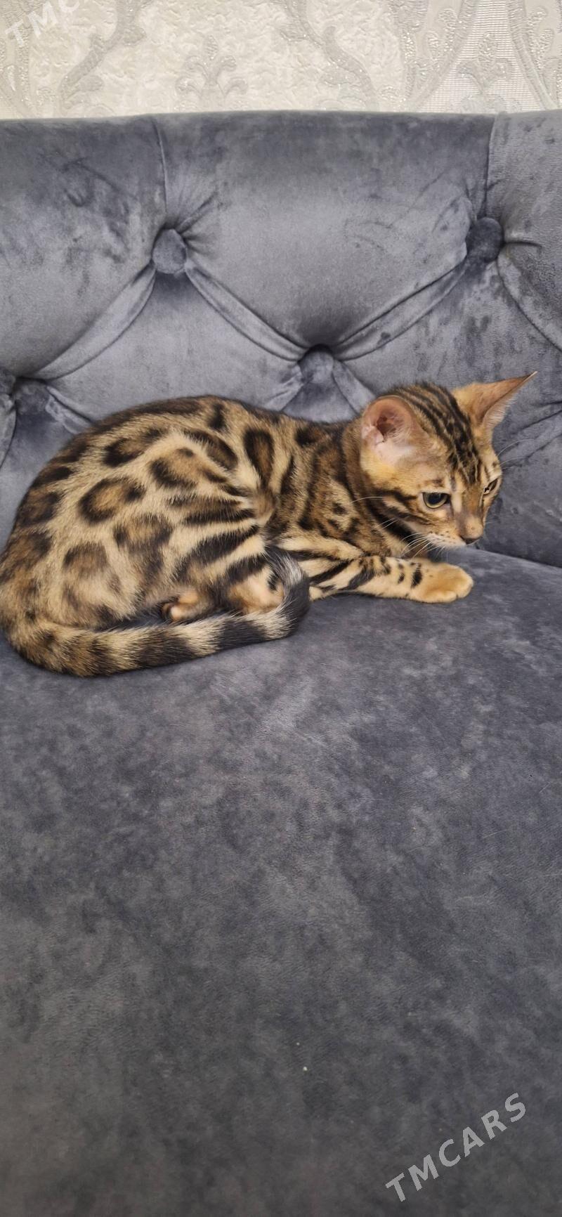 Бенгал - Çärjew - img 2