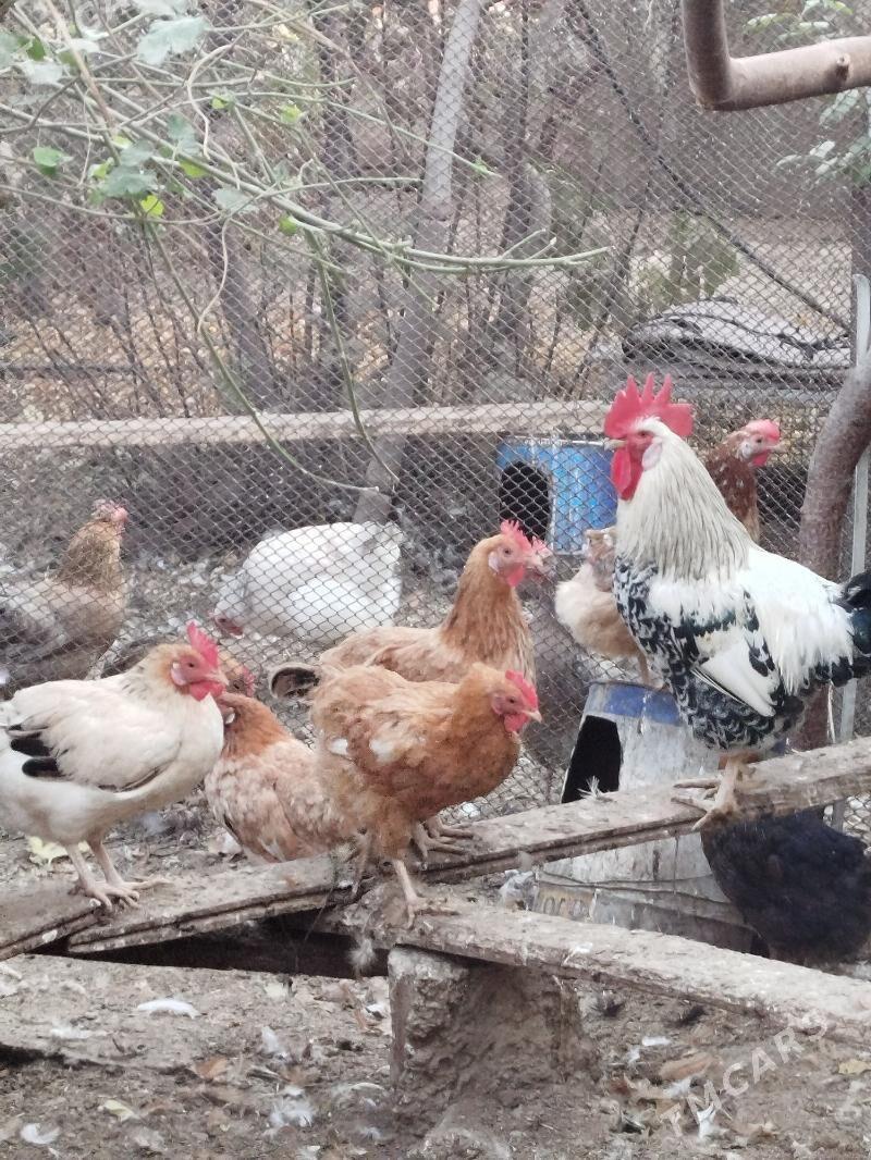 Towuklar - Änew - img 3