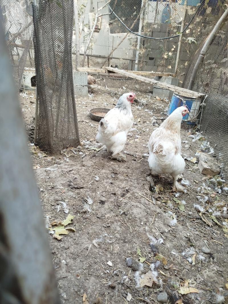 Towuklar - Änew - img 2