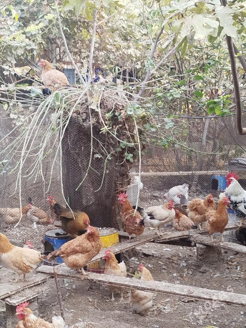 Towuklar - Änew - img 5