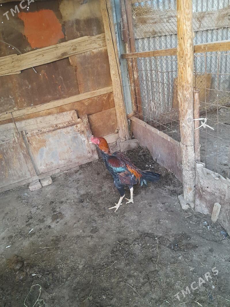 baysowyý horaz - Туркменабат - img 2