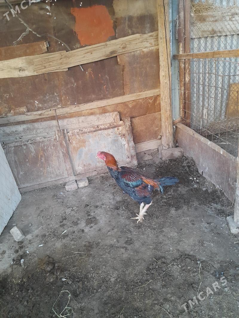 baysowyý horaz - Туркменабат - img 3