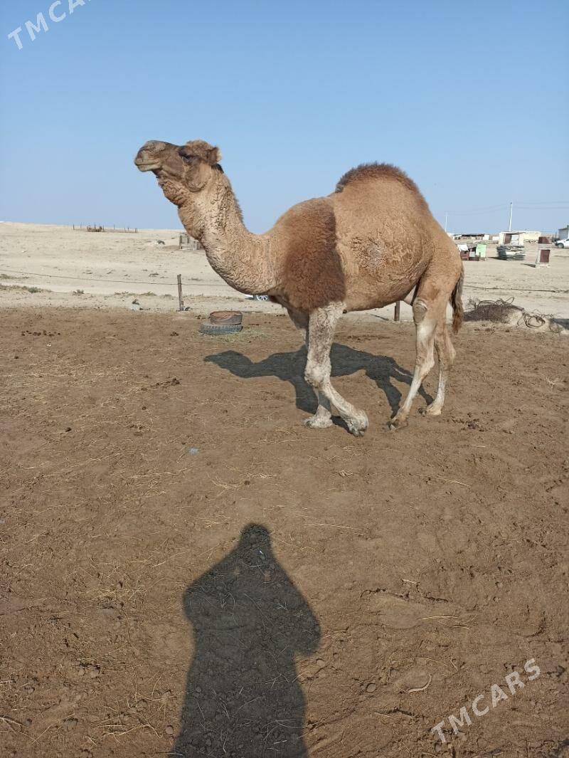 Duye - Balkanabat - img 2