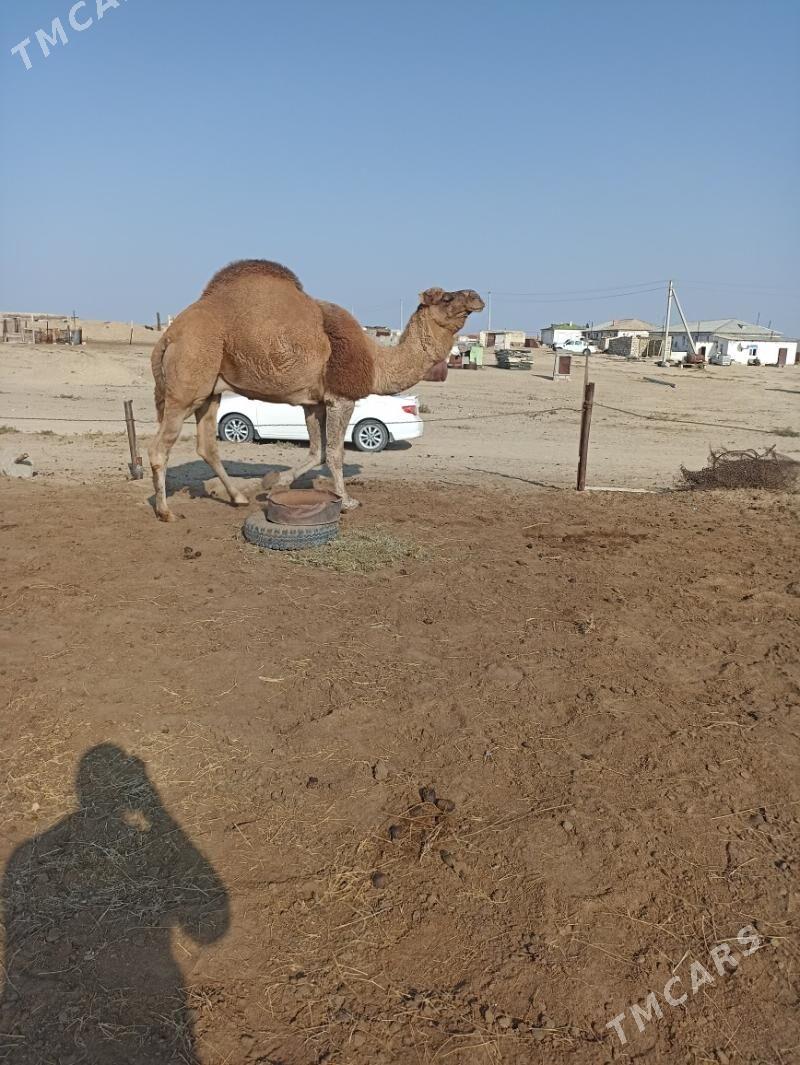 Duye - Balkanabat - img 1