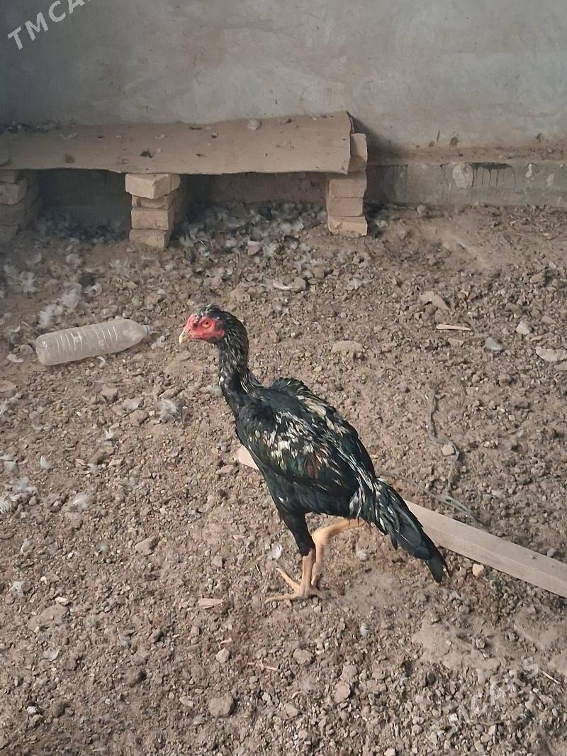 bayes - Чарджоу - img 3