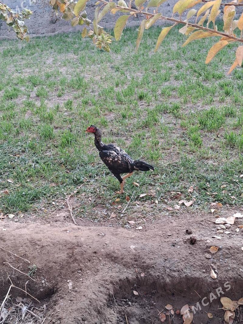 bayes - Чарджоу - img 2