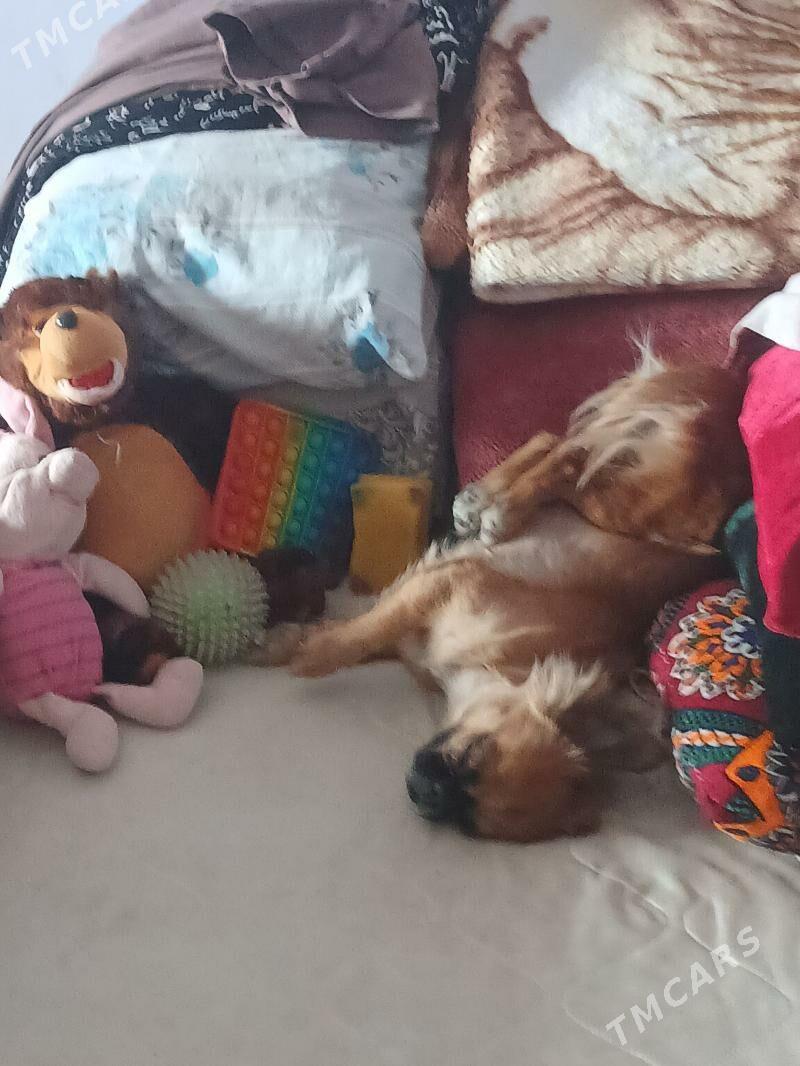 пекинес - Туркменабат - img 3