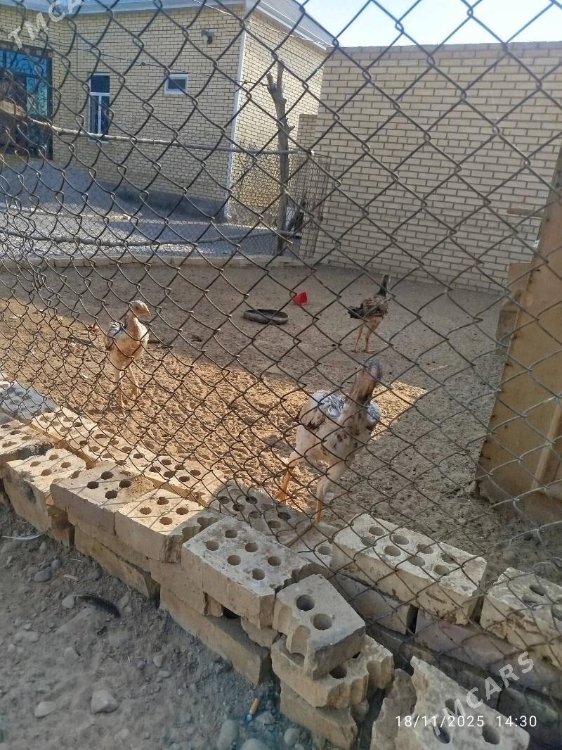 towuk - Mary - img 3