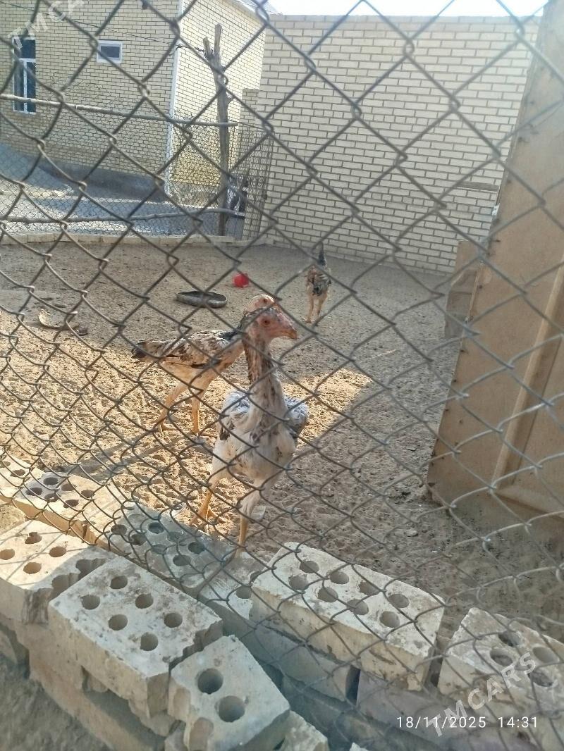 towuk - Mary - img 2