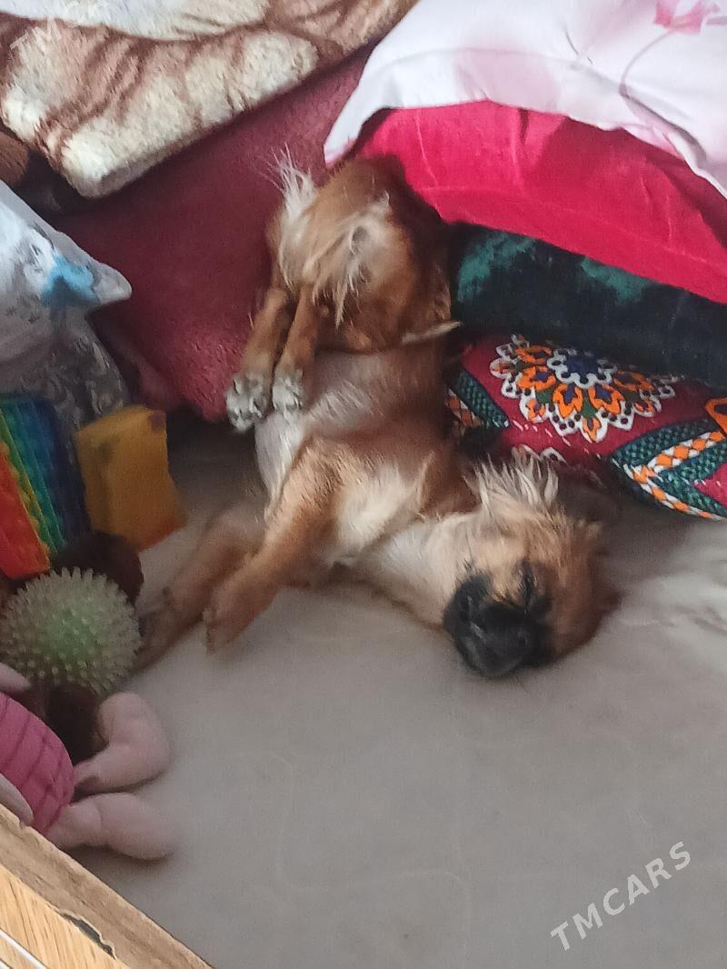 пекинес - Туркменабат - img 4