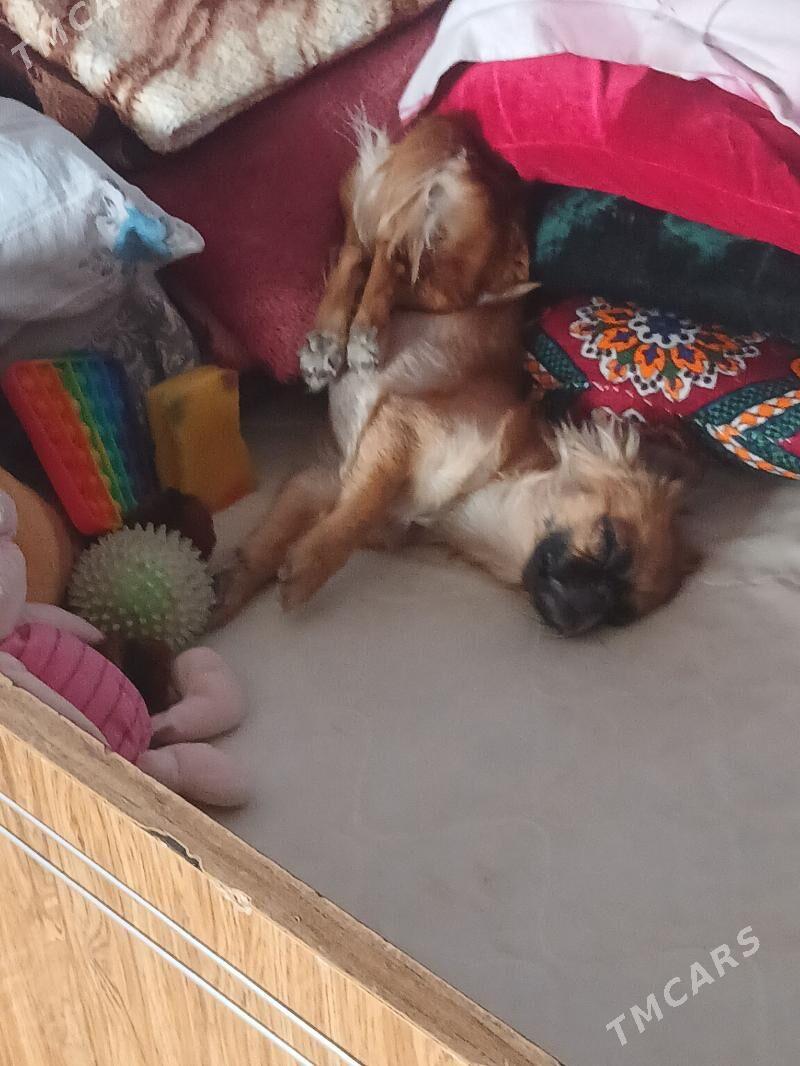 пекинес - Туркменабат - img 5