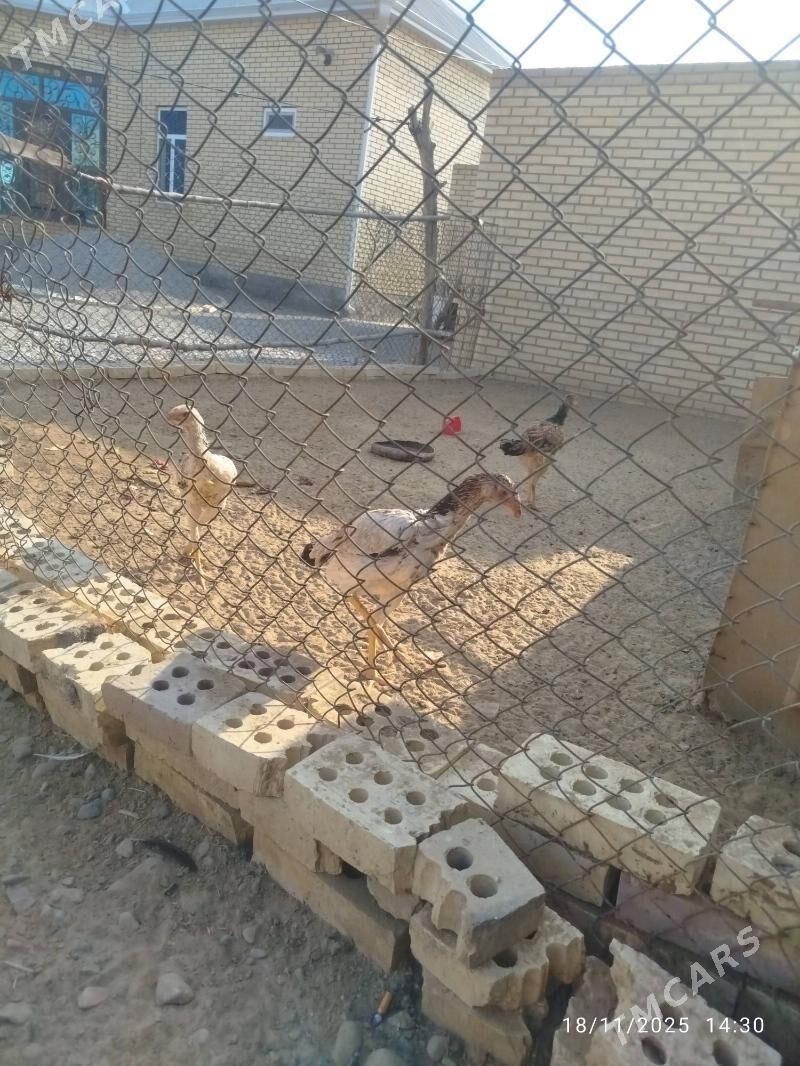 towuk - Mary - img 1