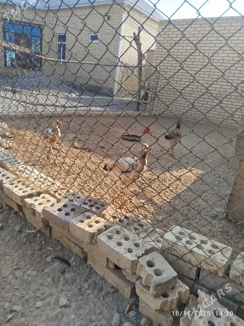 towuk - Mary - img 4