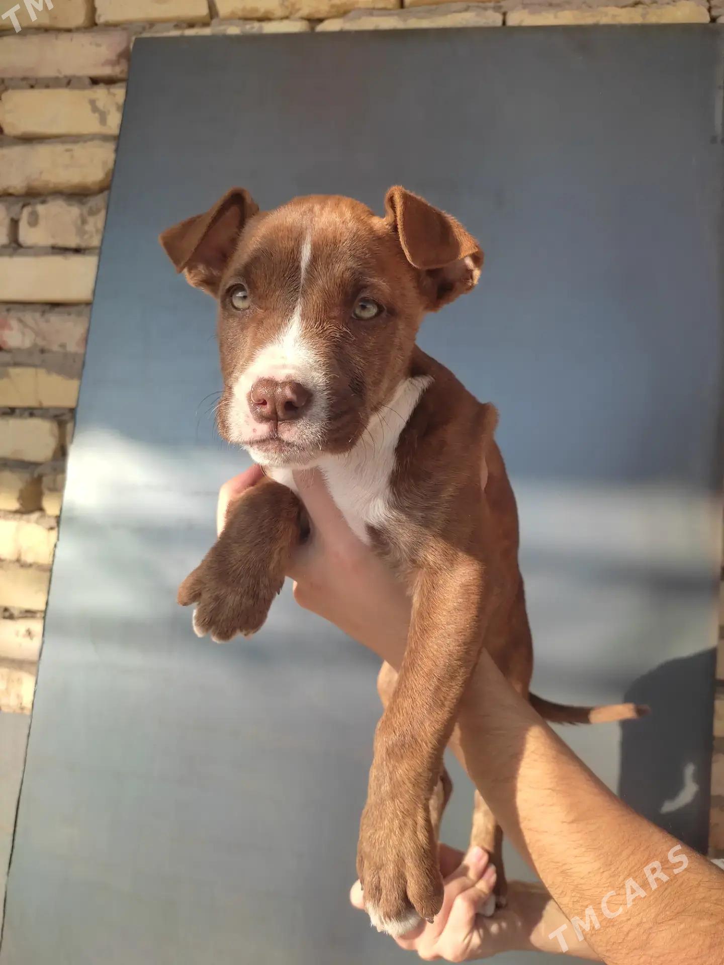 PITBULL - Сейди - img 2