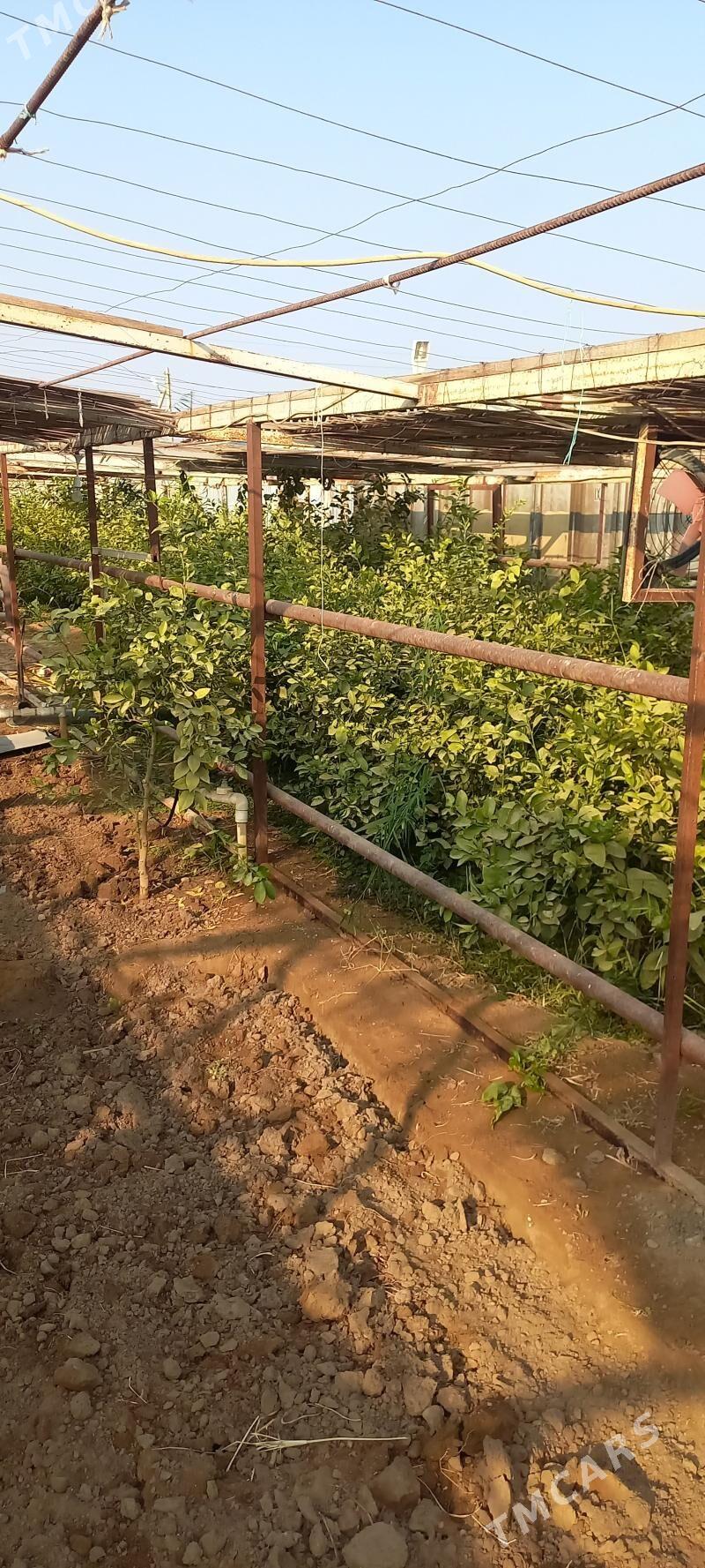 Limon nahal - Ак-Бугдайский этрап - img 1