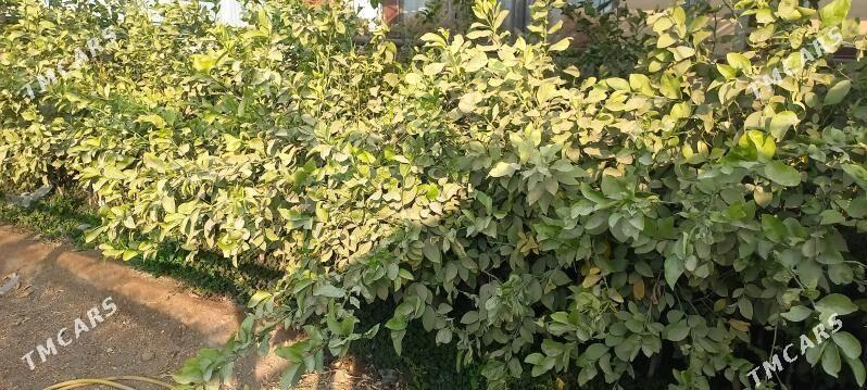 Limon nahal - Ак-Бугдайский этрап - img 2