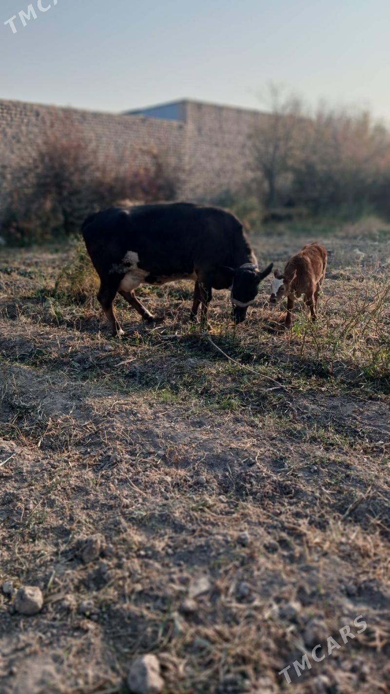 saglyk sygyr - Чарджоу - img 3