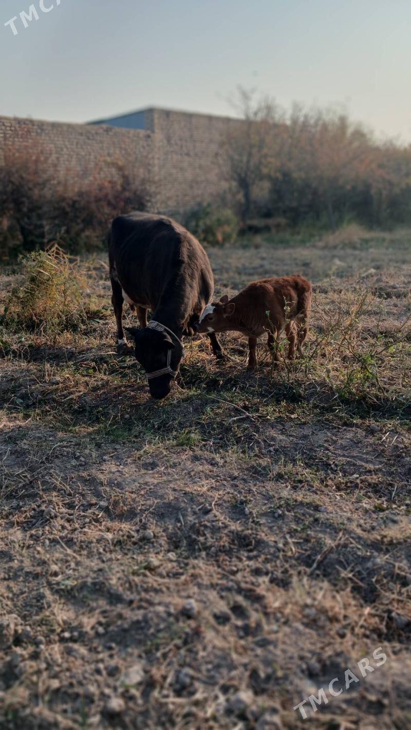 saglyk sygyr - Чарджоу - img 2