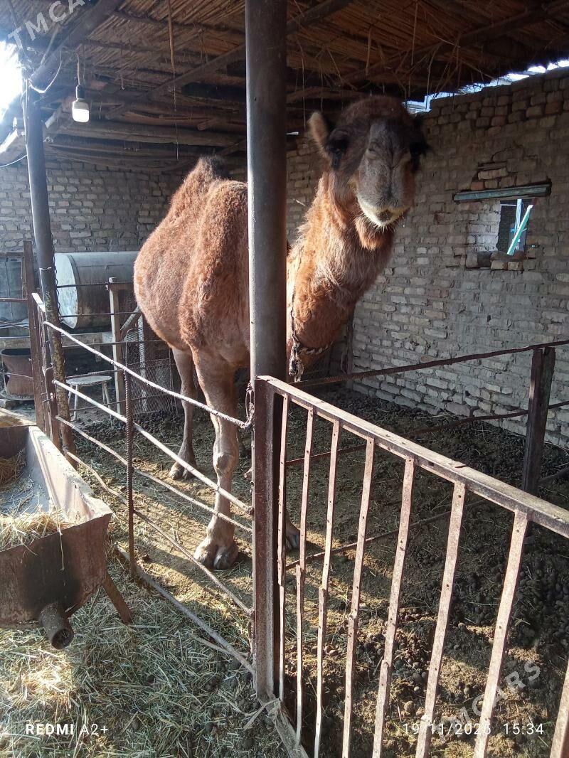 Duyeler - Wekilbazar - img 2