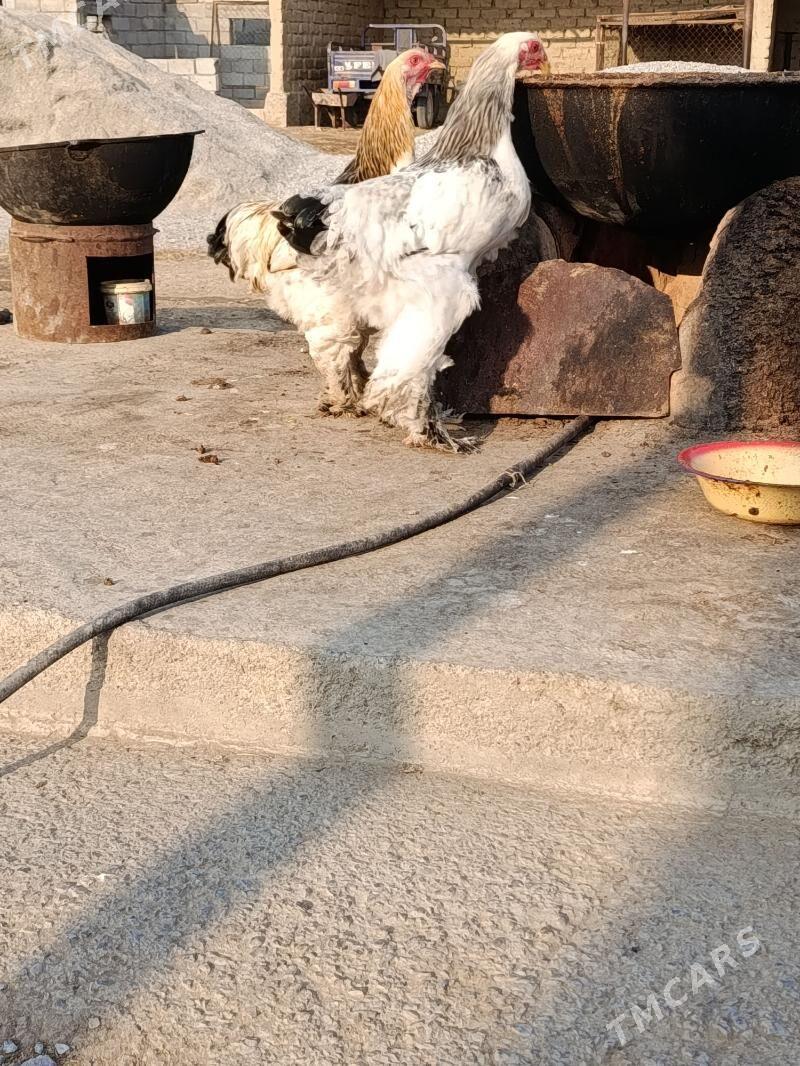 Brama horaz - Гёкдепе - img 5