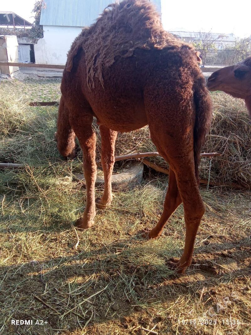 Duyeler - Wekilbazar - img 3